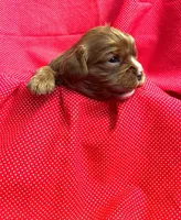 Milo, a male Cavapoo and Cavalier King Charles Spaniel for sale in Fort Collins, CO – Photo 3 of 5