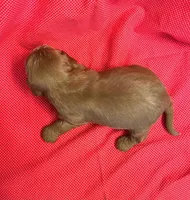 Milo, a male Cavapoo and Cavalier King Charles Spaniel for sale in Fort Collins, CO – Photo 5 of 5