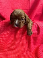 Milo, a male Cavapoo and Cavalier King Charles Spaniel for sale in Fort Collins, CO – Photo 4 of 5