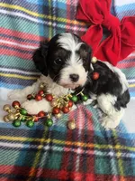 Frankie, a male Cavapoo and Cavalier King Charles Spaniel for sale in Fort Collins, CO – Photo 2 of 4