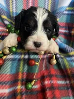 Frankie, a male Cavapoo and Cavalier King Charles Spaniel for sale in Fort Collins, CO – Photo 3 of 4