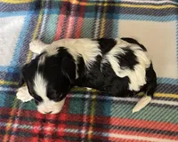 Frankie, a male Cavapoo and Cavalier King Charles Spaniel for sale in Fort Collins, CO – Photo 4 of 4