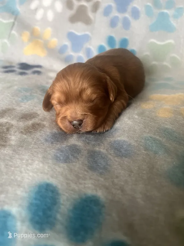 Lucy – Cavapoo puppy for sale in Fort Collins, CO