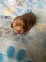 Lucy, a female Cavapoo for sale in Fort Collins, CO – 1 of 1