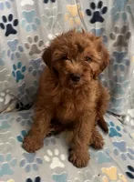 Simon, a male Cavapoo for sale in Fort Collins, CO – 3 of 4