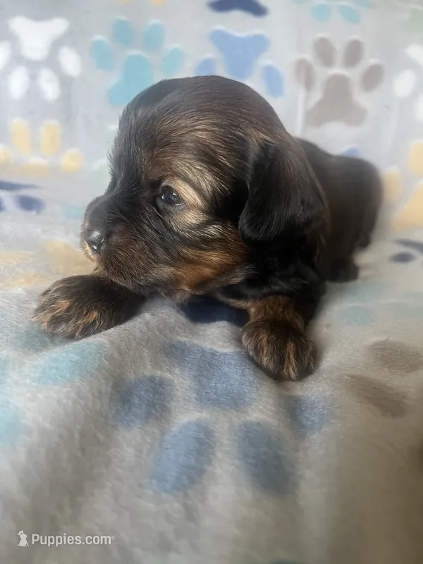 Gracie – Miniature Goldendoodle puppy for sale in Fort Collins, CO
