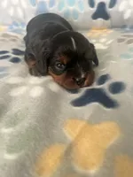 GiGi, a female Cavapoo and Cavalier King Charles Spaniel for sale in Fort Collins, CO – 1 of 2