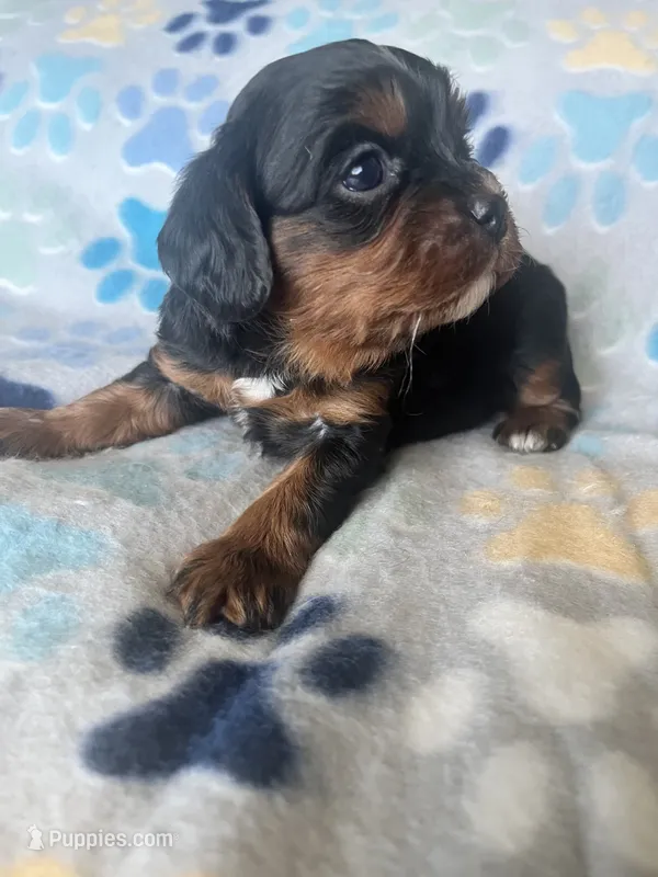 GiGi – Cavapoo, Cavalier King Charles Spaniel puppy for sale in Fort Collins, CO
