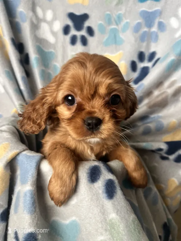 Lucy – Cavapoo, Cavalier King Charles Spaniel puppy for sale in Fort Collins, CO