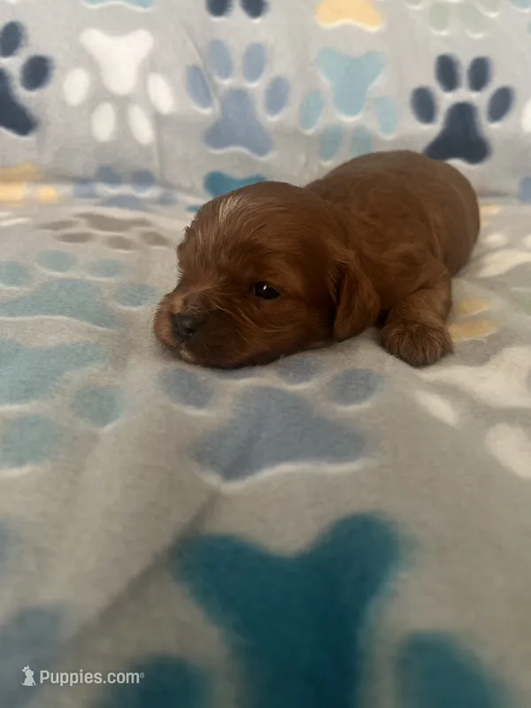 Sammy – Cavapoo puppy for sale in Fort Collins, CO