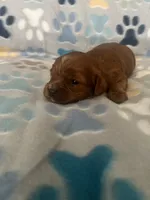 Sammy, a female Cavapoo and Cavalier King Charles Spaniel for sale in Fort Collins, CO – 1 of 2