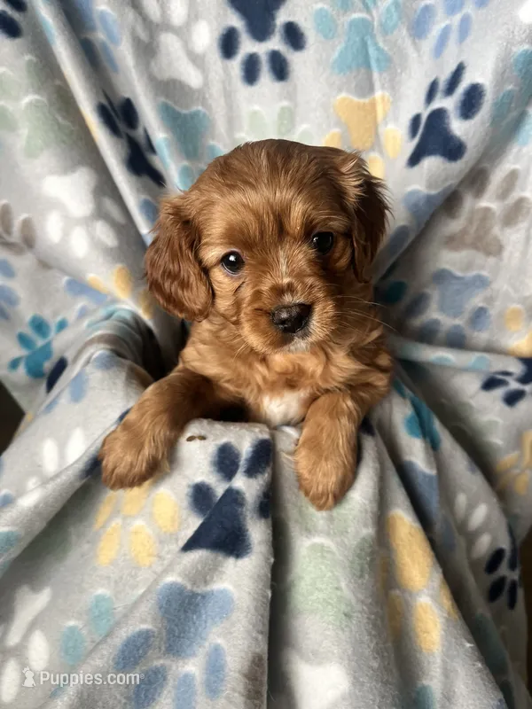 Ruby – Cavapoo, Cavalier King Charles Spaniel puppy for sale in Fort Collins, CO