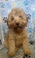 Jack, a male Cavapoo for sale in Fort Collins, CO – 2 of 3