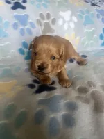 Pete, a male Miniature Goldendoodle for sale in Fort Collins, CO – 1 of 1