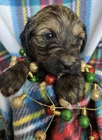 Lexi - Small GD, a female Goldendoodle for sale in Fort Collins, CO – Photo 3 of 4