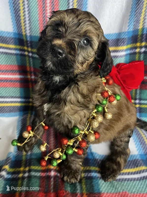Lexi - Small GD, a female Goldendoodle for sale in Fort Collins, CO – Photo 1 of 4