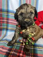 Lexi - Small GD, a female Goldendoodle for sale in Fort Collins, CO – Photo 2 of 4