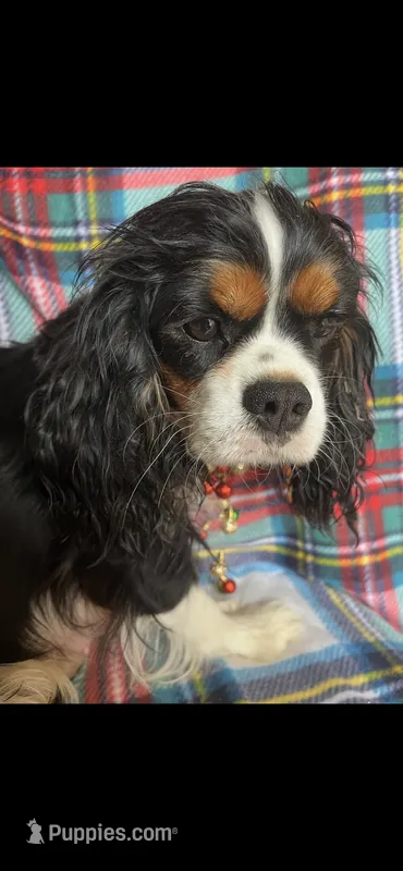 Nora – Cavalier King Charles Spaniel puppy for sale in Fort Collins, CO