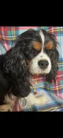 Nora, a female Cavalier King Charles Spaniel for sale in Fort Collins, CO – 1 of 1