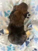 Lexi, a female Goldendoodle and Miniature Goldendoodle for sale in Fort Collins, CO – 3 of 6