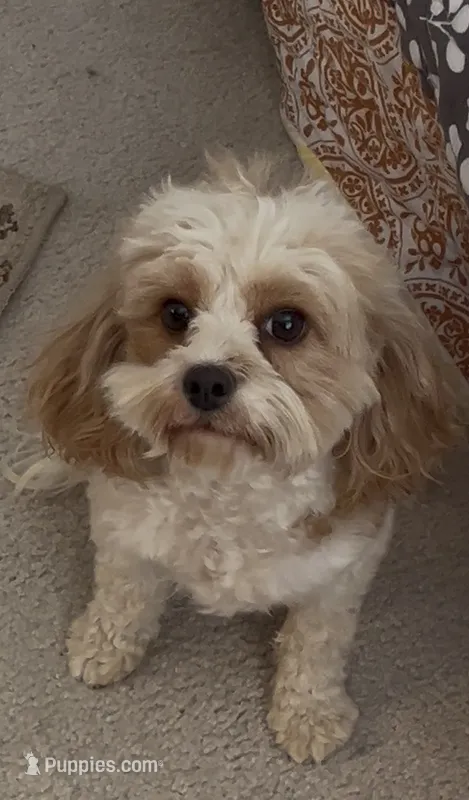 Dolly – Cavapoo puppy for sale in Fort Collins, CO