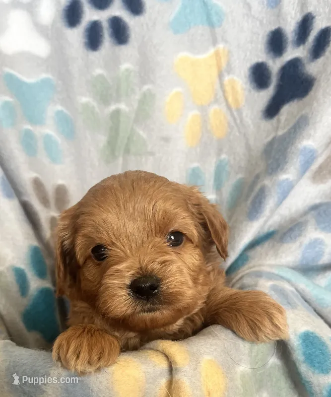 Pete – Miniature Goldendoodle puppy for sale in Fort Collins, CO
