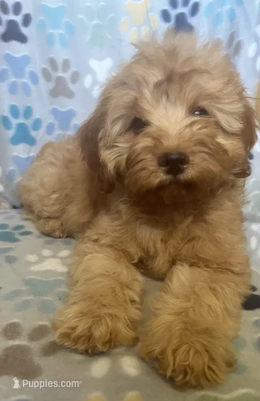 Jack – Cavapoo puppy for sale in Fort Collins, CO