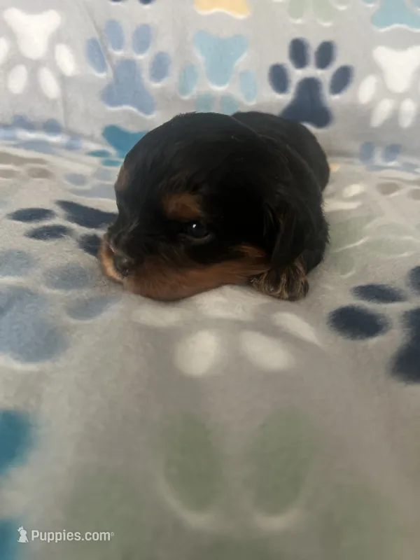 Georgie – Cavapoo puppy for sale in Fort Collins, CO