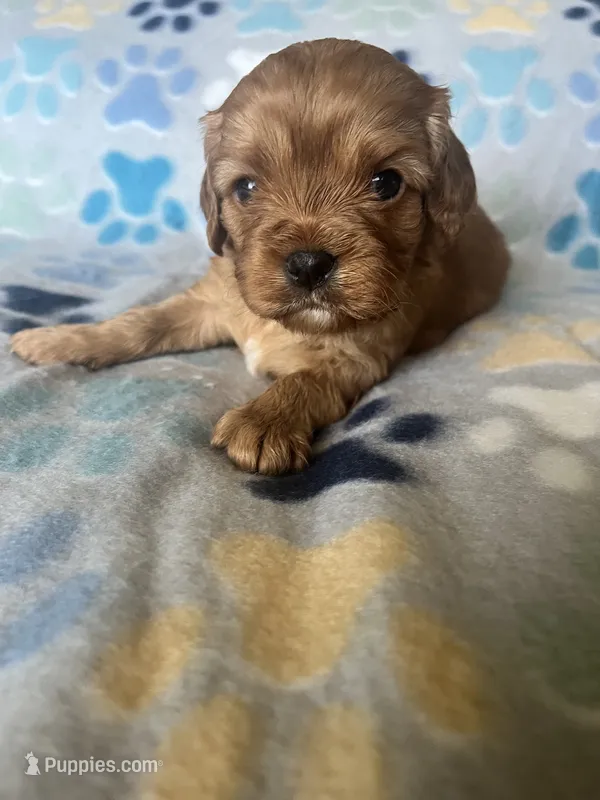 Lucy – Cavapoo, Cavalier King Charles Spaniel puppy for sale in Fort Collins, CO