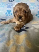 Lucy, a female Cavapoo and Cavalier King Charles Spaniel for sale in Fort Collins, CO – 6 of 8