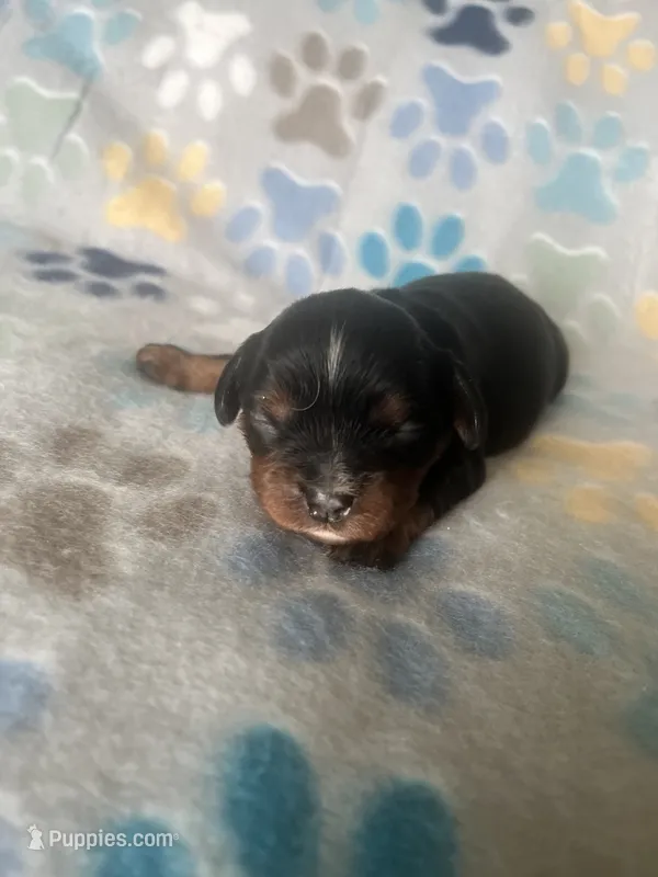 GiGi – Cavapoo puppy for sale in Fort Collins, CO