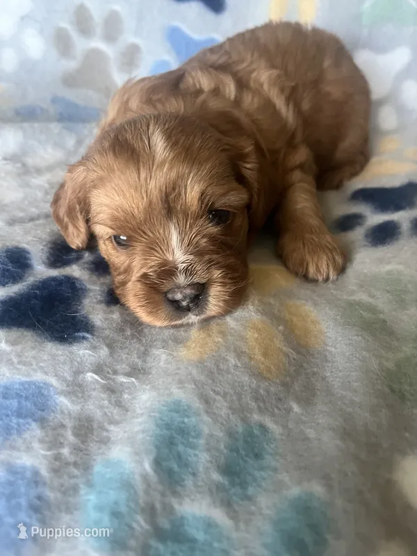Ruby – Cavapoo, Cavalier King Charles Spaniel puppy for sale in Fort Collins, CO
