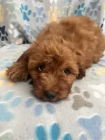 Simon, a male Cavapoo for sale in Fort Collins, CO – 2 of 4