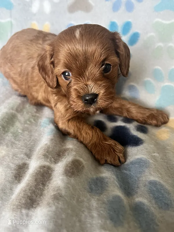 Sammy – Cavapoo, Cavalier King Charles Spaniel puppy for sale in Fort Collins, CO