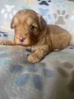 Jackie, a male Miniature Goldendoodle for sale in Fort Collins, CO – 1 of 1