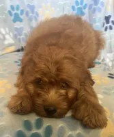 Simon, a male Cavapoo for sale in Fort Collins, CO – 4 of 4