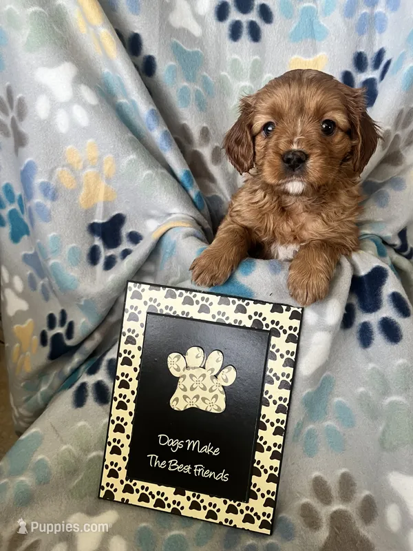 Sammy – Cavapoo, Cavalier King Charles Spaniel puppy for sale in Fort Collins, CO