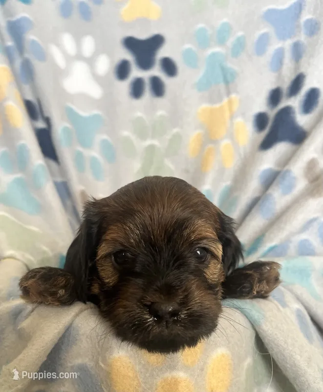 Lexi – Miniature Goldendoodle puppy for sale in Fort Collins, CO
