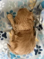 Jack, a male Miniature Goldendoodle for sale in Fort Collins, CO – 3 of 5
