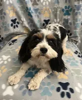 Pearl, a female Cavapoo for sale in Fort Collins, CO – 1 of 1