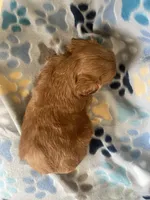 Pete, a male Goldendoodle and Miniature Goldendoodle for sale in Fort Collins, CO – 3 of 5
