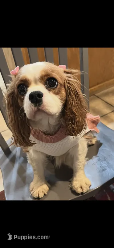 Honey  – Cavalier King Charles Spaniel puppy on hold in Fort Collins, CO