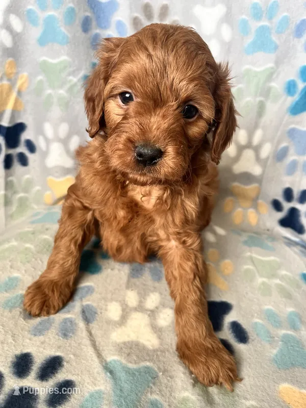 Simon – Miniature Goldendoodle puppy for sale in Fort Collins, CO