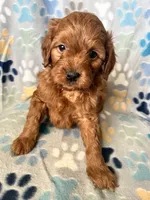 Simon, a male Goldendoodle and Miniature Goldendoodle for sale in Fort Collins, CO – 1 of 5