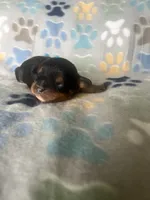 Georgie, a male Cavapoo for sale in Fort Collins, CO – 1 of 1