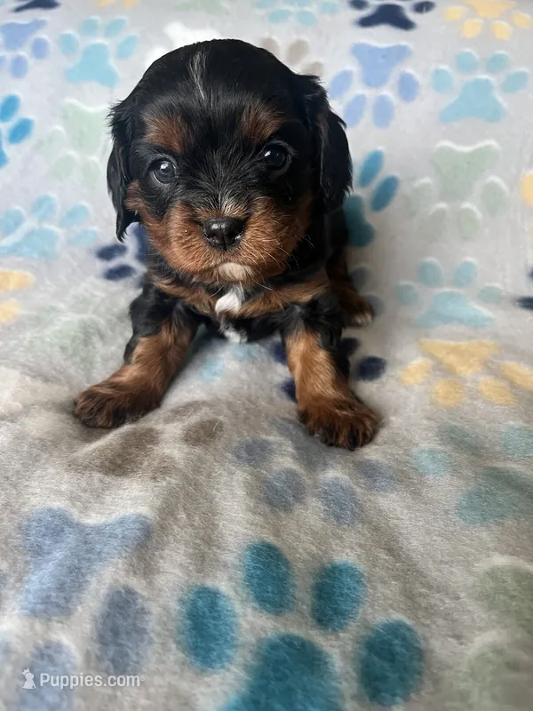 GiGi – Cavapoo, Cavalier King Charles Spaniel puppy for sale in Fort Collins, CO