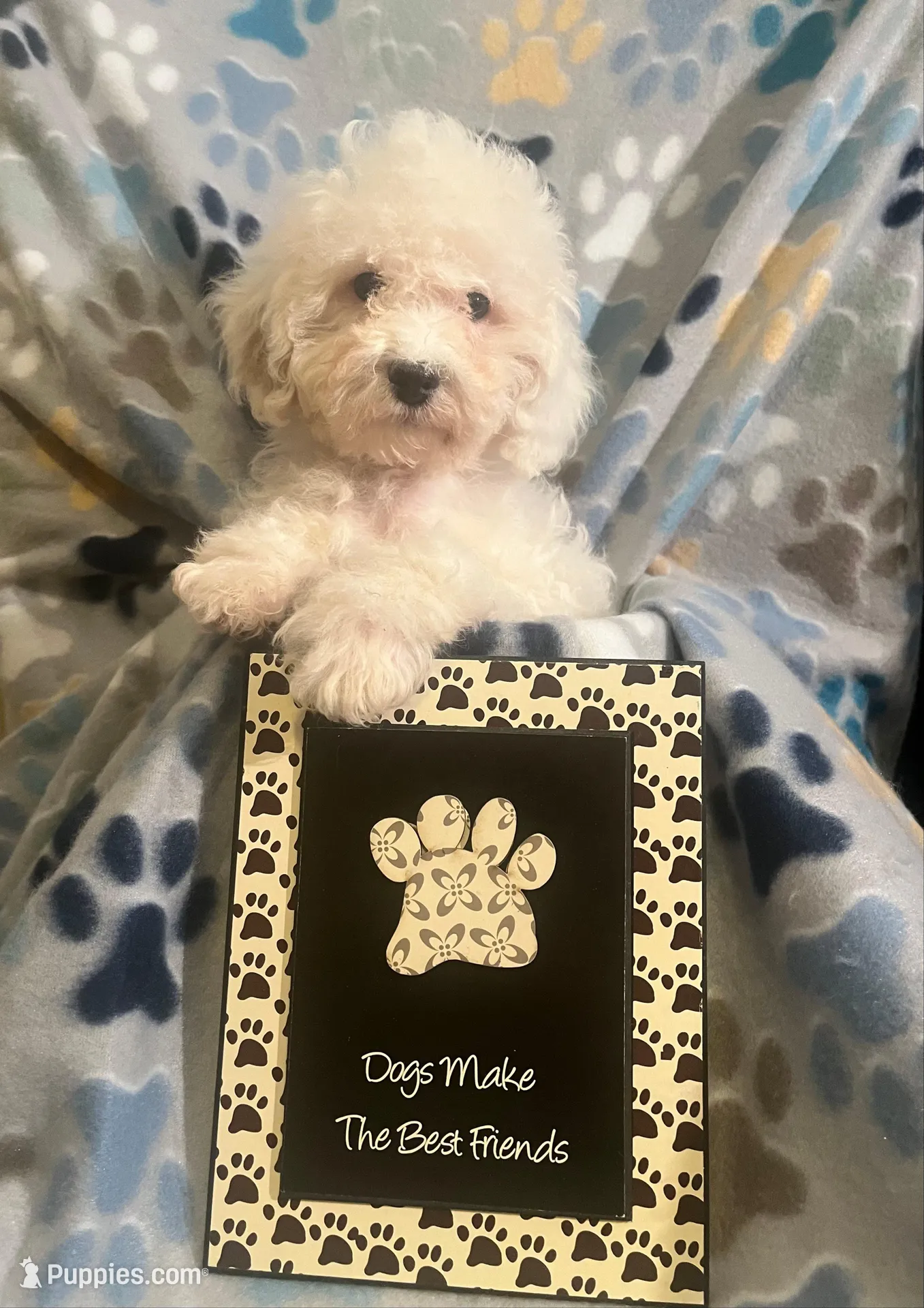 Tucker – Cavapoo, Poodle - Miniature  puppy for sale in Fort Collins, CO