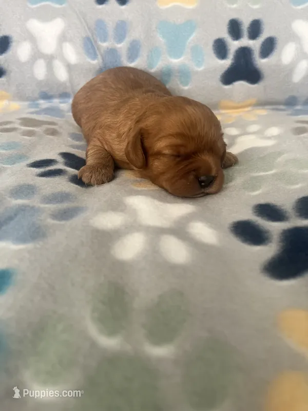 Scarlet – Cavapoo puppy for sale in Fort Collins, CO