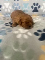 Scarlet, a female Cavapoo and Cavalier King Charles Spaniel for sale in Fort Collins, CO – 1 of 2