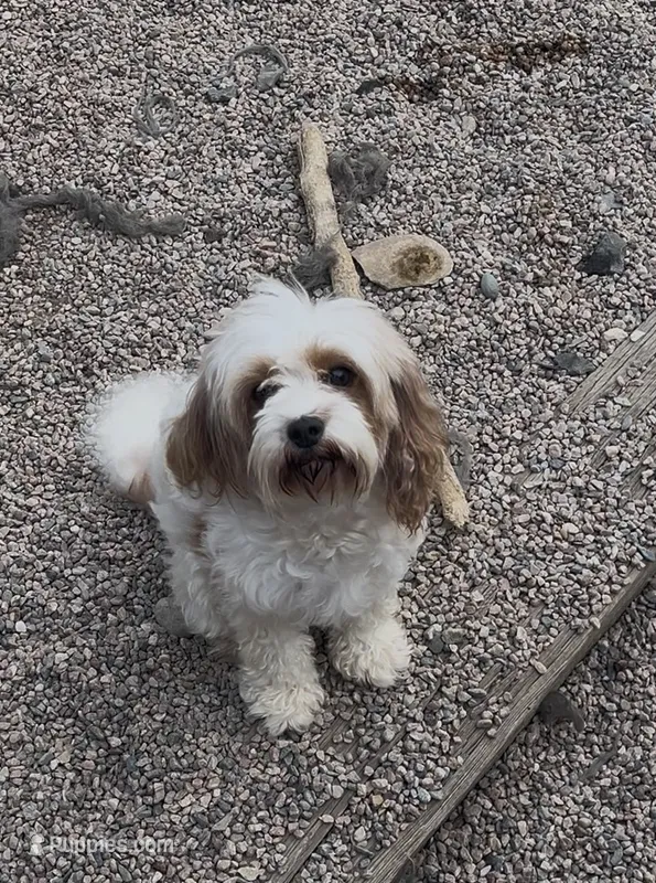 Dolly – Cavapoo puppy for sale in Fort Collins, CO
